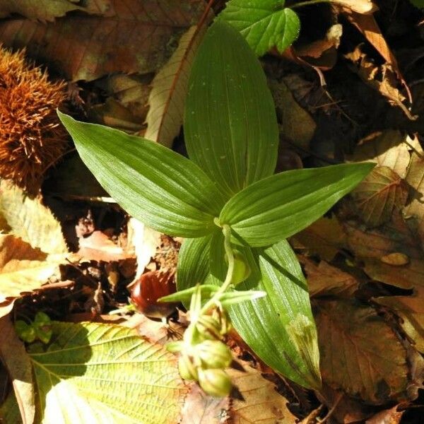 Epipactis helleborine Feuille