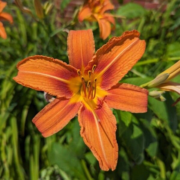 Hemerocallis fulva Λουλούδι