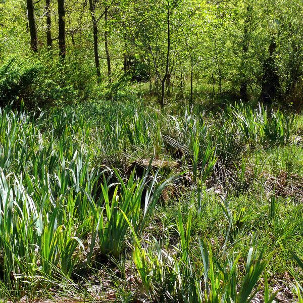 Acorus calamus Drugo