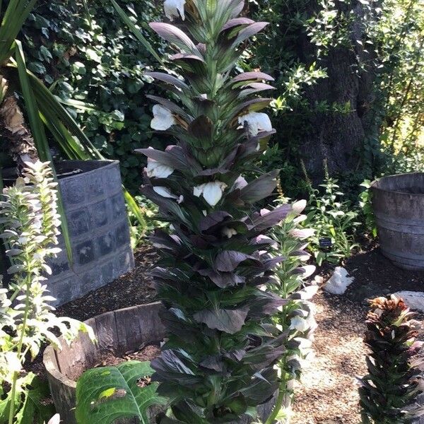 Acanthus spinosus പുഷ്പം