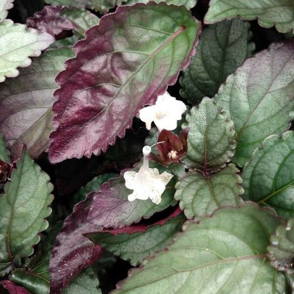 Strobilanthes alternata Цвят