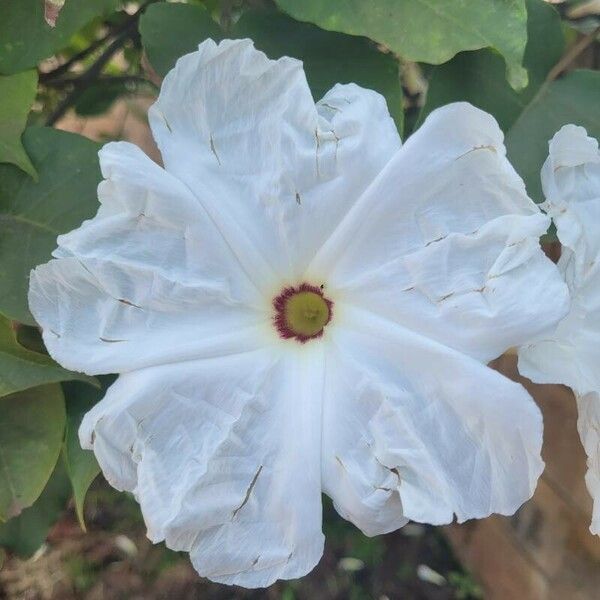 Ipomoea carnea Blüte