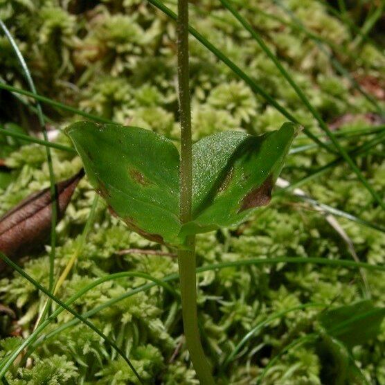 Neottia cordata Лист