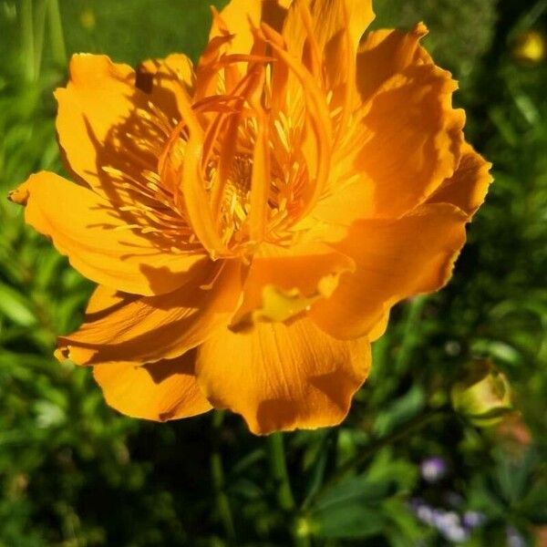 Trollius chinensis फूल