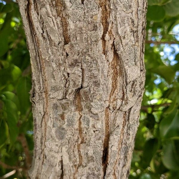 Xylocarpus moluccensis Bark