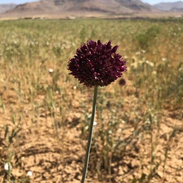 Allium atroviolaceum Blodyn