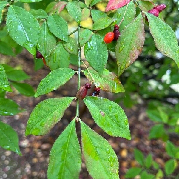 Euonymus alatus Fruit