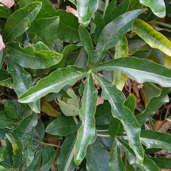 Passiflora caerulea Yaprak