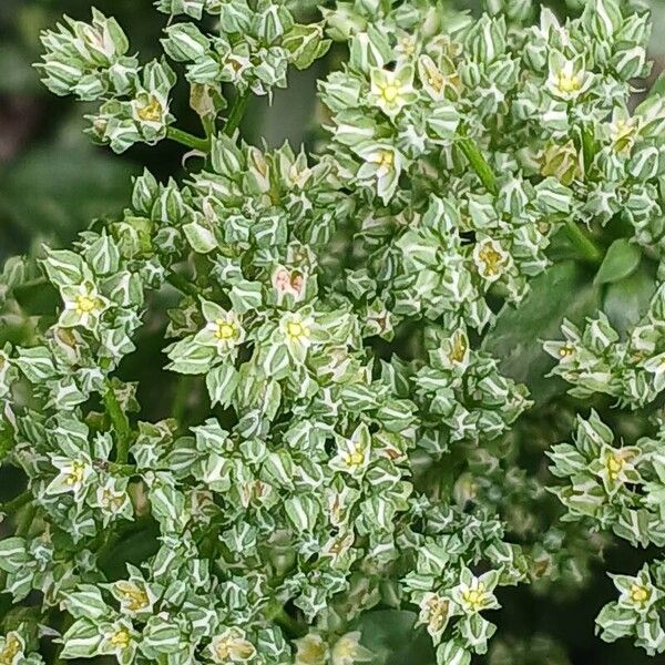 Polycarpon tetraphyllum Flower