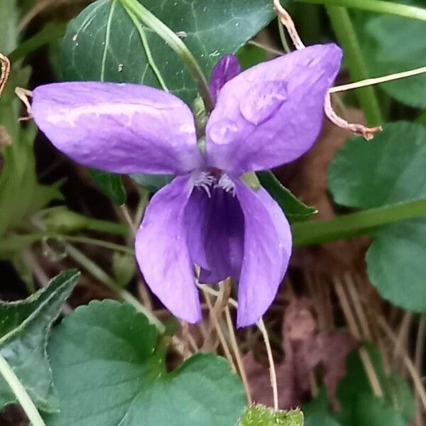 Viola hirta 花