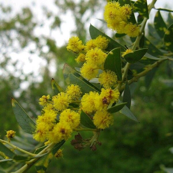 Acacia cultriformis Flower