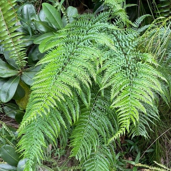 Pityrogramma calomelanos Folha