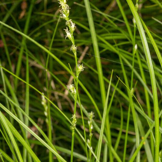 Carex divulsa Květ