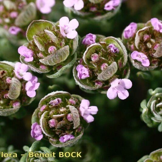 Thymus camphoratus Ďalší