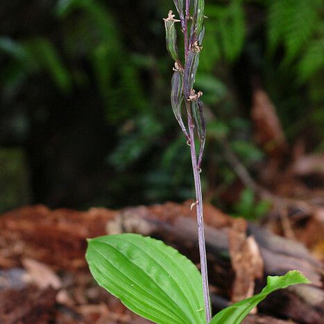 Liparis layardii Habitus