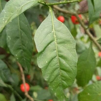 Solanum pseudocapsicum Blatt