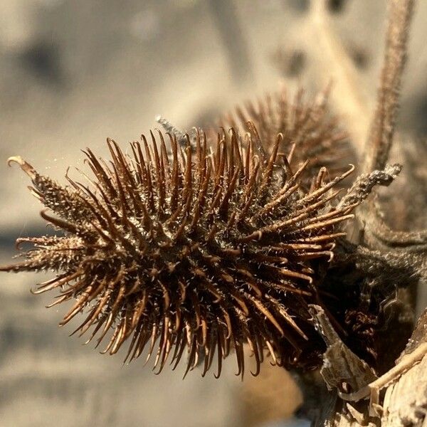 Xanthium orientale Fruto