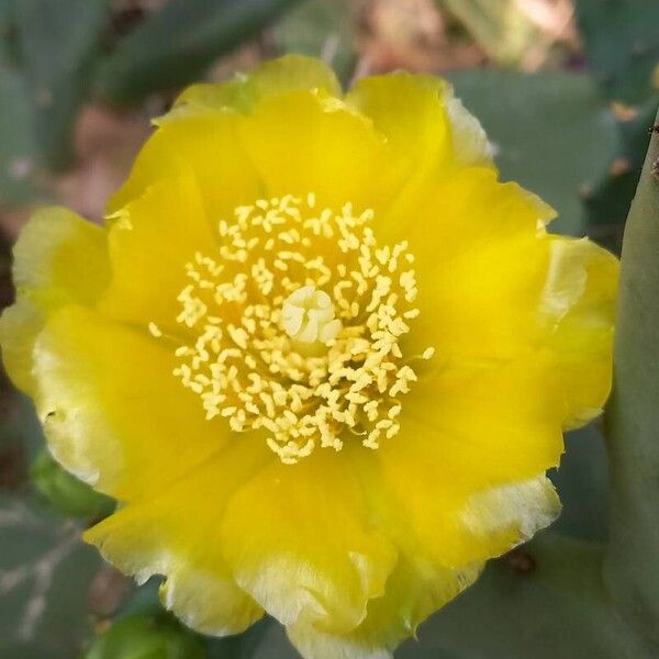 Opuntia ficus-indica Õis