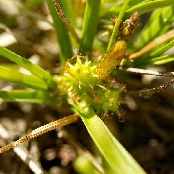 Carex oederi ഫലം