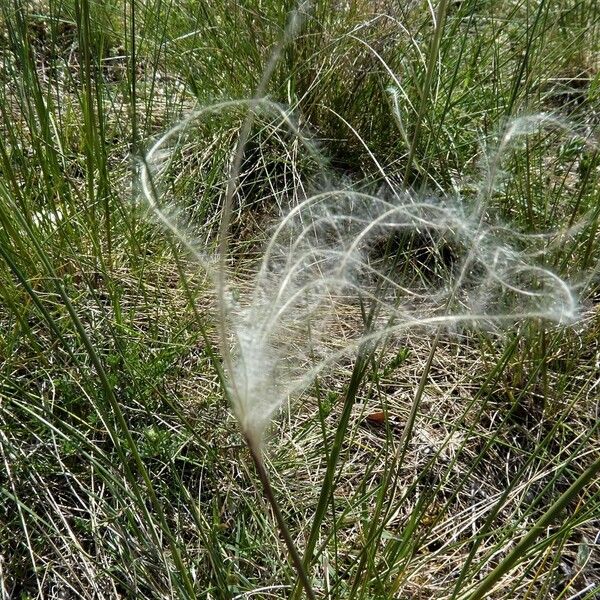 Stipa pennata Blomst