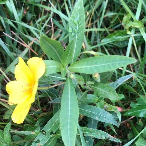 Ludwigia grandiflora 葉