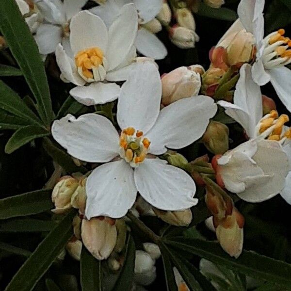 Choisya ternata Blomst