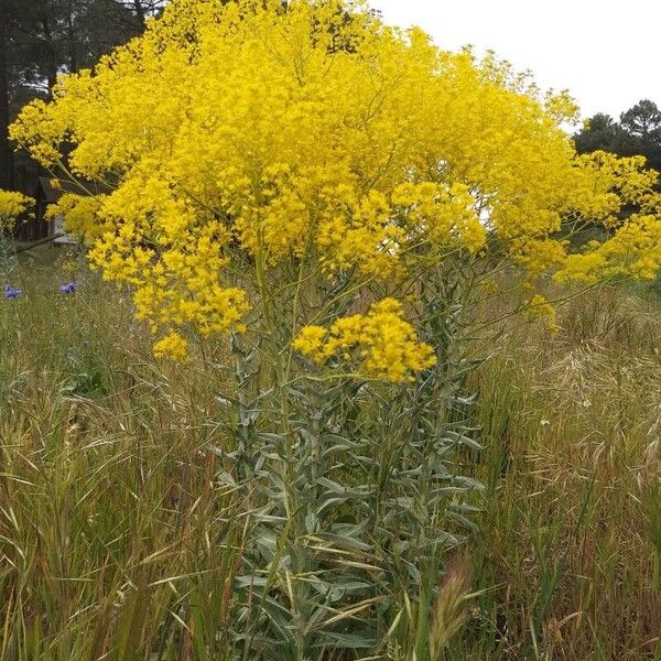 Isatis tinctoria आदत