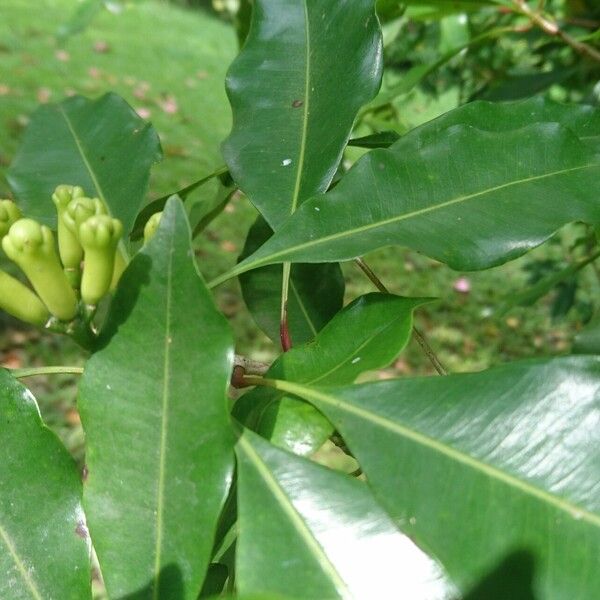 Syzygium aromaticum Flower