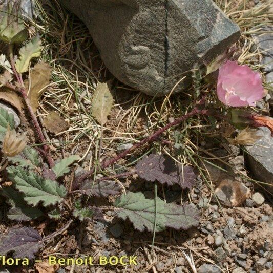 Malope malacoides 整株植物