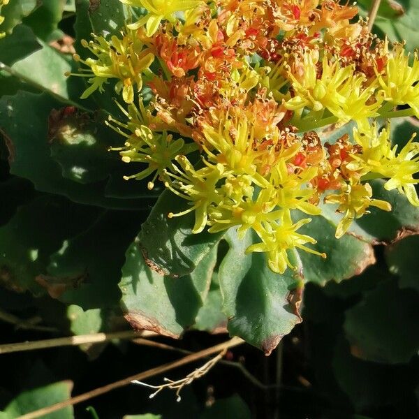 Rhodiola rosea Õis