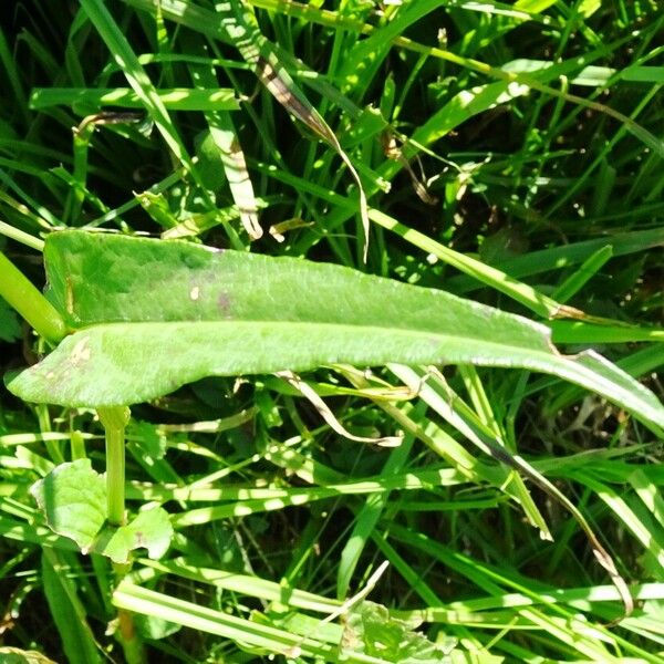 Bistorta officinalis Blad