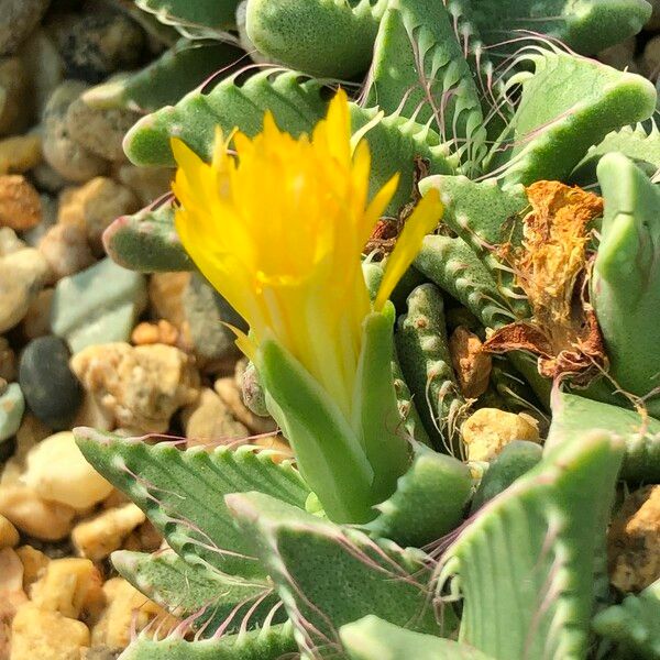 Faucaria tigrina Habitus