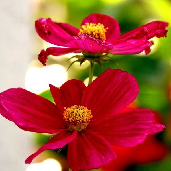 Cosmos caudatus Bloem