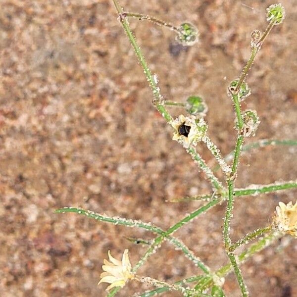 Spergula arvensis Kvet