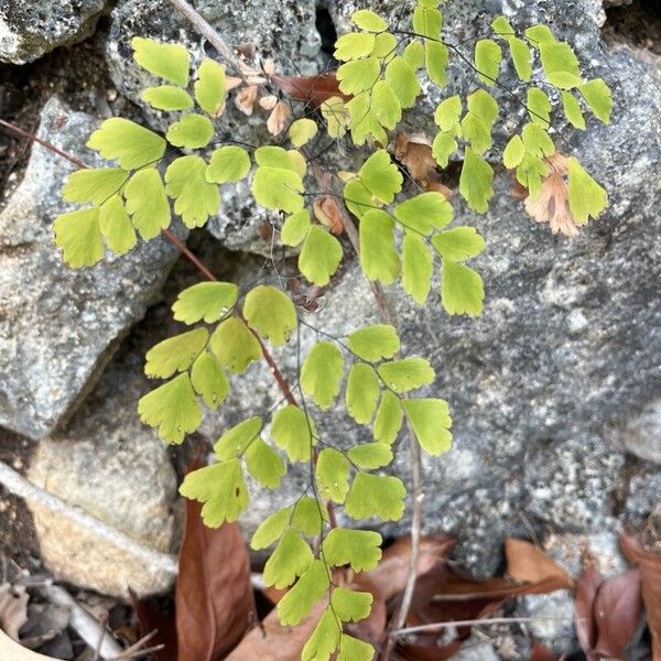 Adiantum raddianum Fulla