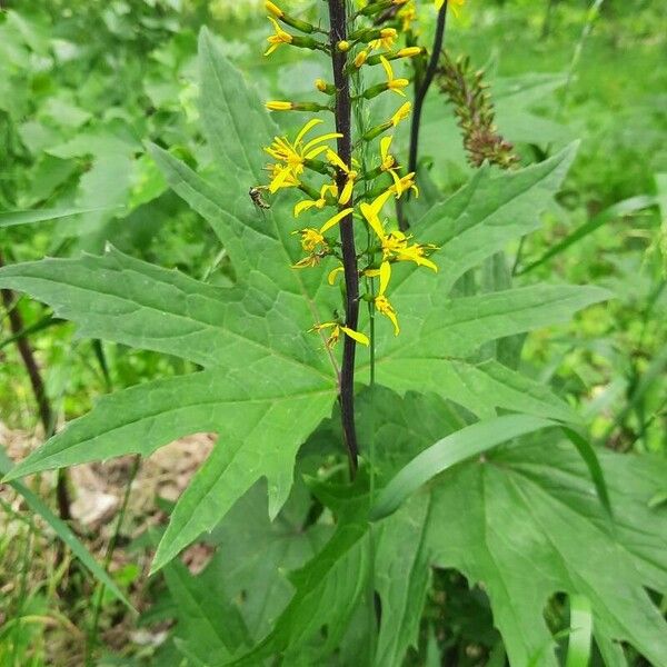 Ligularia wilsoniana Flower