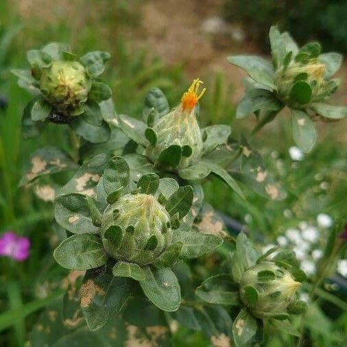 Carthamus tinctorius Leaf