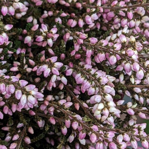 Calluna vulgaris Flors