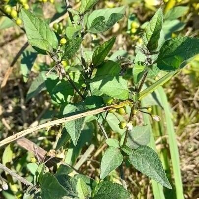 Solanum americanum Habit