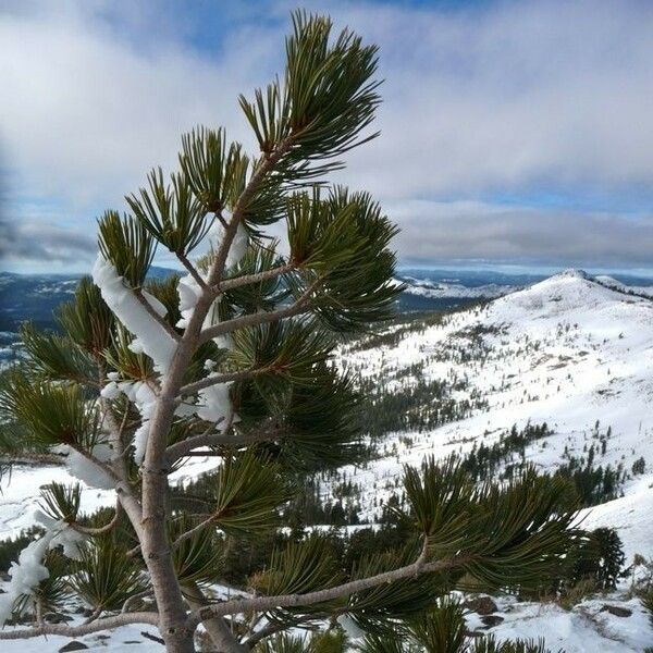 Pinus albicaulis Hábito