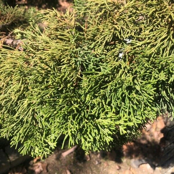 Juniperus chinensis Blatt