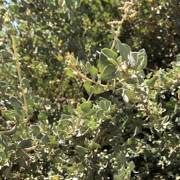 Atriplex semibaccata Foglia