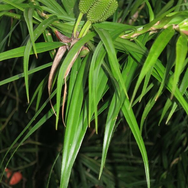 Freycinetia cumingiana Outro