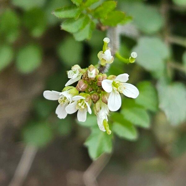 Cardamine flexuosa Flower