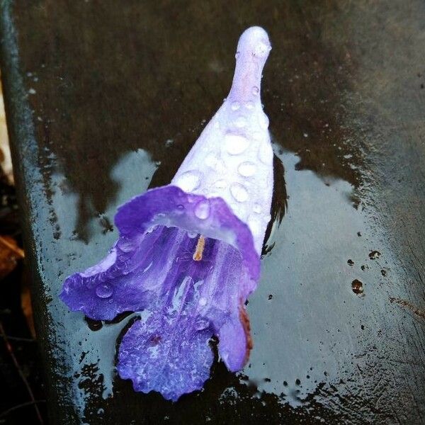 Jacaranda mimosifolia Flower