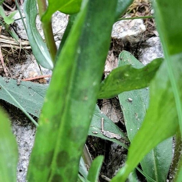 Dactylorhiza maculata Листок