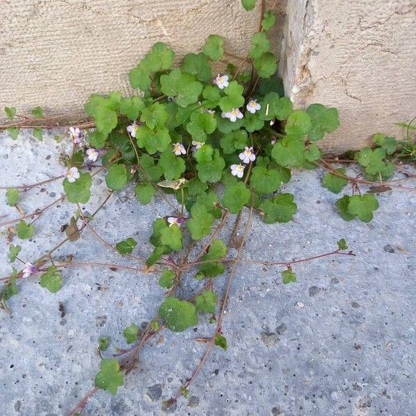 Cymbalaria muralis Habit