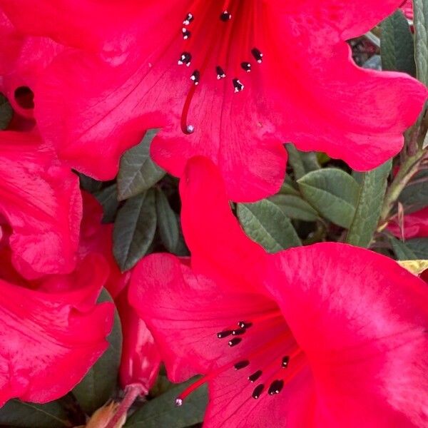 Rhododendron forrestii Flower