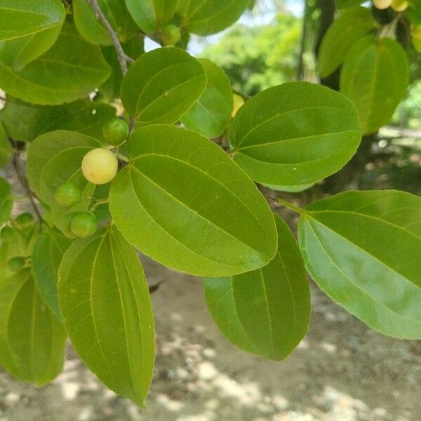 Sarcomphalus joazeiro Blad