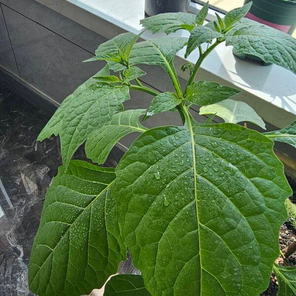 Solanum americanum Blatt